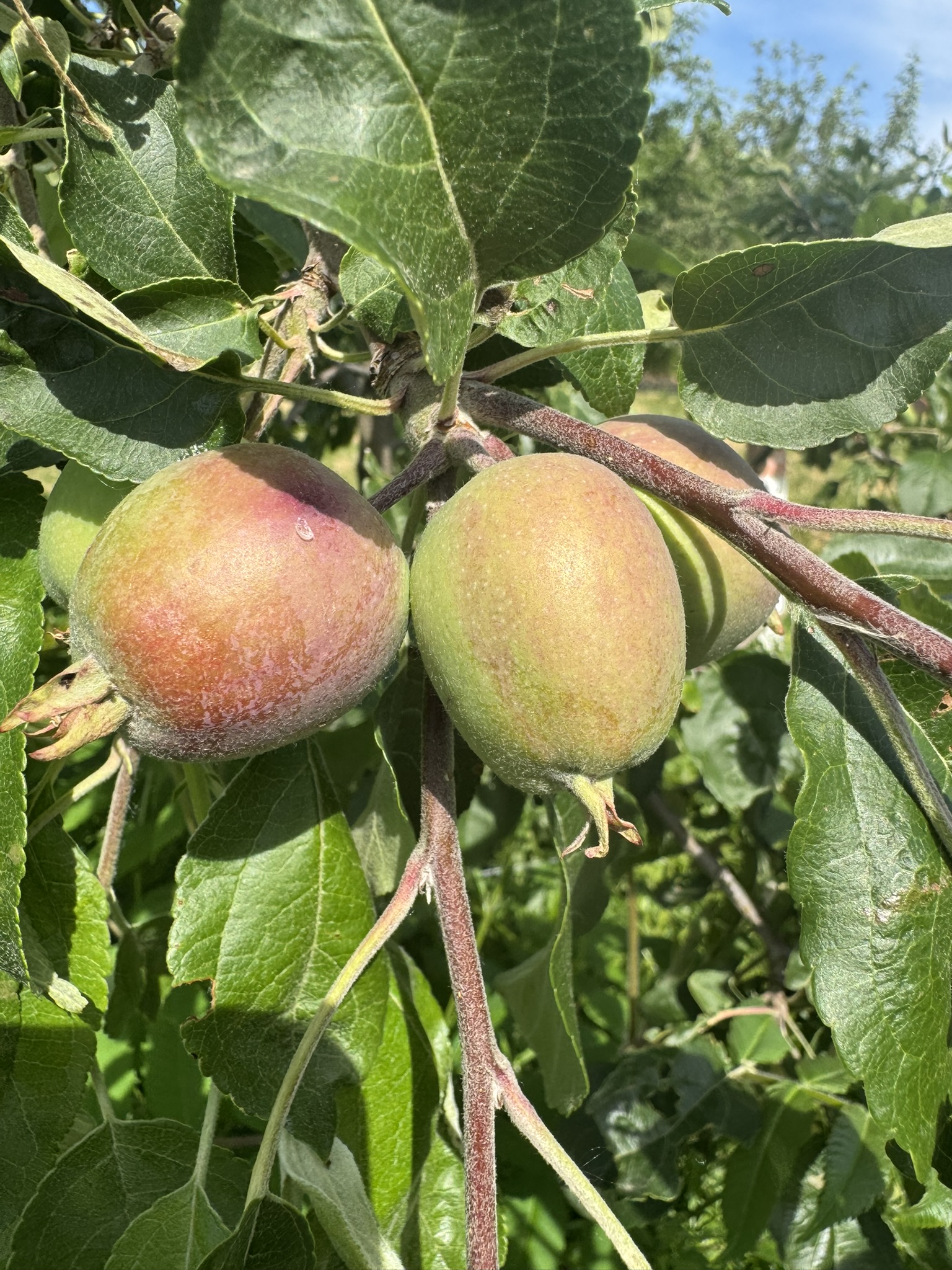 A cluster of unripe apple fruits 